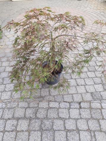 Acer palmatum, groen/rode japanse esdoorn  beschikbaar voor biedingen