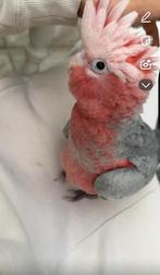 Rosé kaketoe, Dieren en Toebehoren, Mannelijk, Papegaai