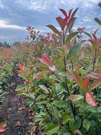 Photinia red robin, Ophalen of Verzenden, Overige soorten, Haag, 100 tot 250 cm