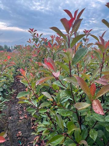Photinia red robin beschikbaar voor biedingen