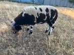 Bonte dekram te koop, Dieren en Toebehoren, Schapen, Geiten en Varkens, Mannelijk, Schaap