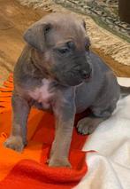 Te koop mooie sociale Cane corso pups met FCI stamboom, Dieren en Toebehoren, Overige rassen, Meerdere, Meerdere dieren, Nederland