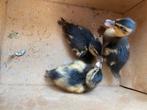 Te koop jonge kwaker eendjes., Dieren en Toebehoren, Pluimvee, Meerdere dieren, Eend