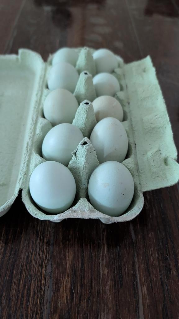 Broedeieren Cream Legbar, Dieren en Toebehoren, Pluimvee, Kip, Geslacht onbekend