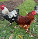 2 mooie supertamme cochin hanen mei 2025, Dieren en Toebehoren, Pluimvee, Mannelijk, Kip