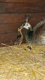 Pauwen hen met kuiken te koop., Dieren en Toebehoren, Pluimvee, Vrouwelijk, Overige soorten