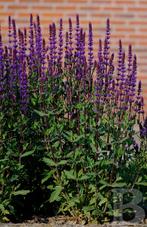 Salvia caradonna p9, Tuin en Terras, Planten | Tuinplanten, Zomer, Ophalen of Verzenden, Overige soorten, Volle zon