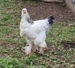 Jonge Brahma haan witzwart columbia, Dieren en Toebehoren, Pluimvee, Mannelijk, Kip