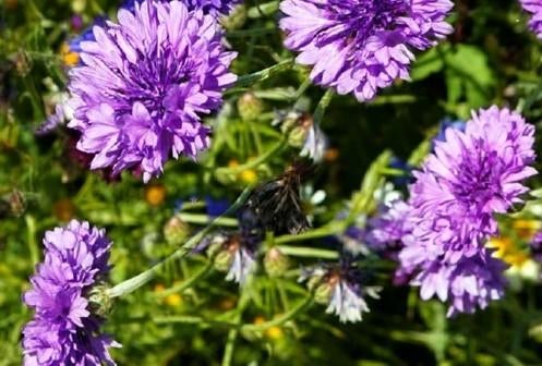 Korenbloem Mauve, Ophalen of Verzenden, Voorjaar, Volle zon, Zaad