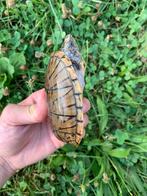 Ik ben op zoek naar Sternotherus minor minor, Dieren en Toebehoren, Reptielen en Amfibieën, Schildpad