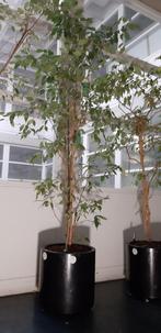 Ficus Benjamin op hydrocultuur in pot op wieltjes, Ophalen, Ficus, Halfschaduw, In pot