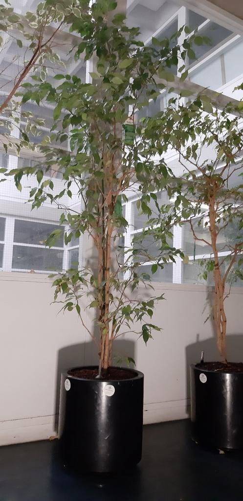 Ficus Benjamin op hydrocultuur in pot op wieltjes, Huis en Inrichting, Kamerplanten, Ficus, 150 tot 200 cm, Groene kamerplant