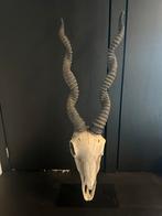 Schedel op standaard - Loods 5, Ophalen, Gebruikt, Dier