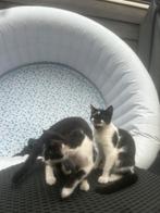 Kitten kittens katers, Dieren en Toebehoren