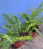 Varen, Tuin en Terras, Planten | Tuinplanten, Vaste plant, Varens, Ophalen of Verzenden, Halfschaduw