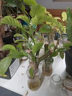 Stekken gele brugmansia, Ophalen, Volle zon, Overige soorten, Minder dan 100 cm