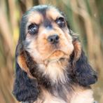 engelse cocker spaniel pups met stamboom, Dieren en Toebehoren, 8 tot 15 weken, Meerdere, Meerdere dieren, Spaniël