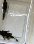 Ancistrus algeneter kweekkoppel, Vis