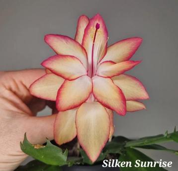 Zeldzame Schlumbergera Silken Sunrise/ kerstcactus nr 2 beschikbaar voor biedingen