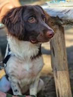 Friese Stabij (pup), Dieren en Toebehoren, Honden | Retrievers, Spaniëls en Waterhonden, Rabiës (hondsdolheid), 15 weken tot 1 jaar