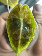Alocasia Black Satun Pink Variegated, Ophalen of Verzenden, Halfschaduw, Minder dan 100 cm