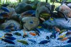 malawi cichliden gezocht, Dieren en Toebehoren, Vissen | Aquariumvissen, Vis