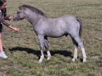 TOPklasse Welsh A hengstveulen, prachtige & makke KINDERpony, Dieren en Toebehoren, Pony's, 0 tot 2 jaar, Hengst, B pony (1.17m tot 1.27m)