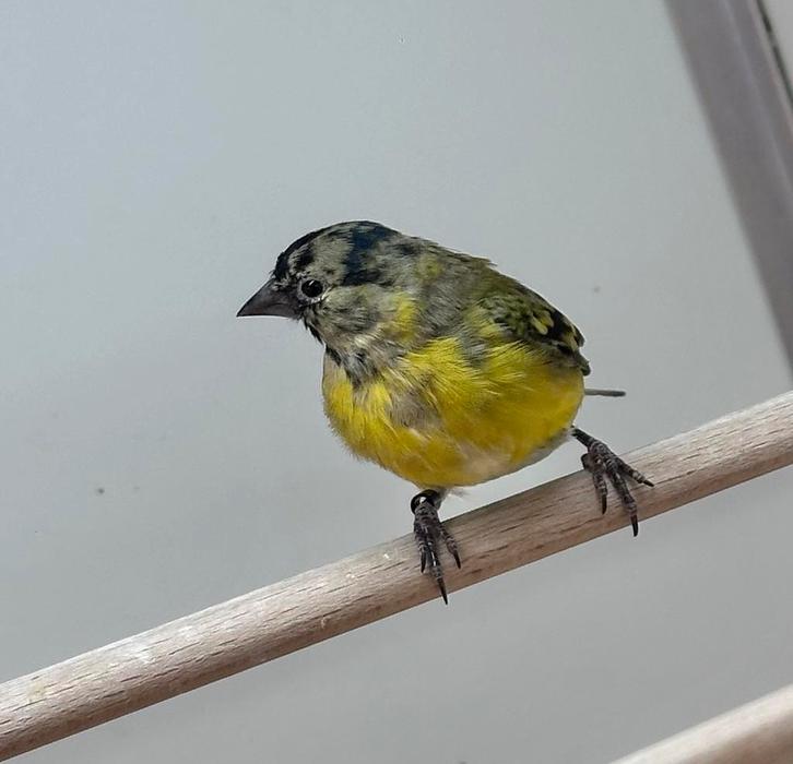 Zwartkopsijzen, Dieren en Toebehoren, Vogels | Overige Vogels, Meerdere dieren