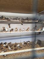 Vele kleuren zebravinken, Dieren en Toebehoren, Vogels | Overige Vogels, Meerdere dieren