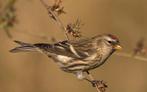 1-2 cabaret barmsijs, Dieren en Toebehoren, Vogels | Overige Vogels, Meerdere dieren, Wildzangvogel, Geringd
