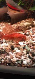 Jonge red longfin  ancistrus., Tickets en Kaartjes, Eén persoon, Cadeaubon