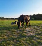 Verzorgpony aangeboden, Dieren en Toebehoren, Ophalen of Verzenden