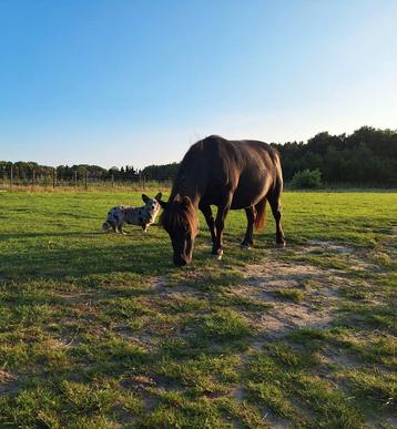 Verzorgpony aangeboden beschikbaar voor biedingen