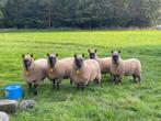 Stamboek Clun Forest ramlam en ooilammeren, Dieren en Toebehoren, Schapen, Geiten en Varkens, Meerdere dieren, Schaap, 0 tot 2 jaar