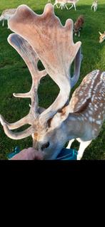 Prachtige tamme damhertbok, Juni, Mannelijk