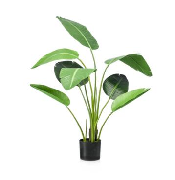 strelitzia 120cm beschikbaar voor biedingen