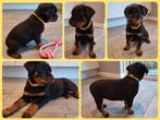 Prachtige Rottweiler pups Met STAMBOOM nu 8 weken!, CDV (hondenziekte), 8 tot 15 weken, Meerdere, Meerdere dieren