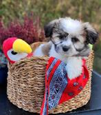 Leuke boomer pups te koop, Dieren en Toebehoren, Parvo, Overige rassen, 8 tot 15 weken, Meerdere