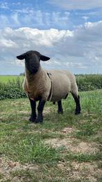 Suffolk, Dieren en Toebehoren, Schapen, Geiten en Varkens, Mannelijk, Schaap, 3 tot 5 jaar