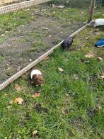 Cavia kerels, Dieren en Toebehoren, Knaagdieren, April, Mannelijk, Cavia