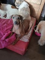 Lief Italiaans windhondje zoekt goudenmand., Dieren en Toebehoren, Honden | Niet-rashonden, Particulier, Rabiës (hondsdolheid)