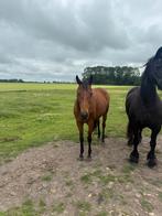 9 jarige Poolse Merrie, Dieren en Toebehoren, Paarden, Merrie