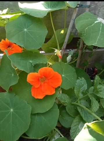 Tropaeolum majus - Oost-Indische kers zaden beschikbaar voor biedingen