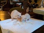 Dwergratjes, Dieren en Toebehoren, Rat, Juli, Meerdere dieren, Tam