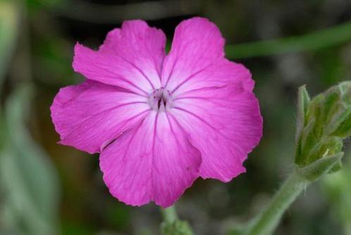 Bio Zaden Prikneus - Silene coronaria *inheems & eetbaar!*, Tuin en Terras, Bloembollen en Zaden, Zaad, Voorjaar, Volle zon, Ophalen of Verzenden