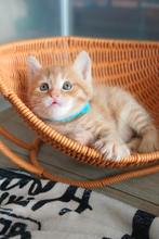 Perzische x Maine Coon/Ekh kittens, Dieren en Toebehoren, Meerdere dieren, Gechipt