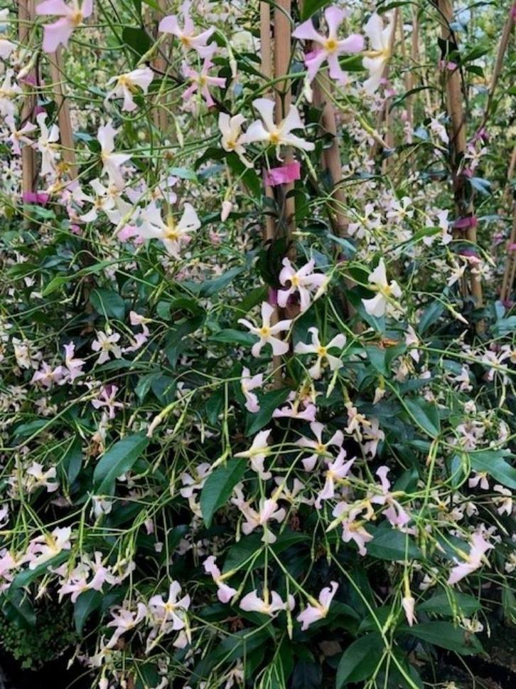 Toscaanse Jasmijn, met zacht roze bloem, 175 cm hoog!!!, Tuin en Terras, Planten | Tuinplanten, Vaste plant, Klimplanten, Volle zon