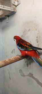 Rosella, Dieren en Toebehoren, Vogels | Parkieten en Papegaaien, Meerdere dieren, Parkiet, Geringd
