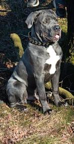 Cane corso dek reu, Dieren en Toebehoren, Particulier, Rabiës (hondsdolheid), Reu, Nederland