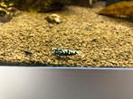 Galaxy fishbone black ( Vin ), Kreeft, Krab of Garnaal, Zoetwatervis, Schoolvis